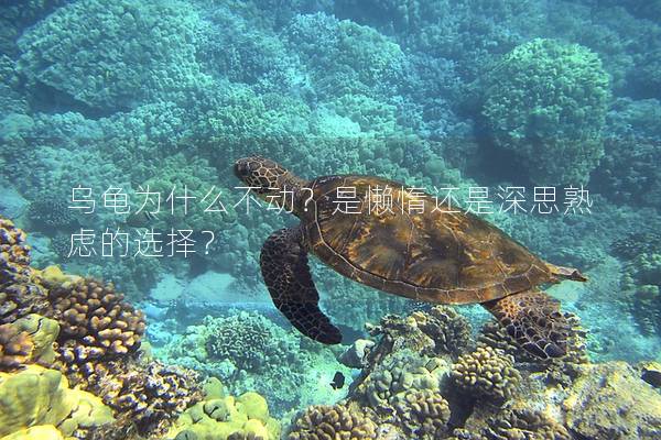 乌龟为什么不动？是懒惰还是深思熟虑的选择？