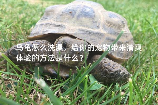 乌龟怎么洗澡，给你的宠物带来清爽体验的方法是什么？