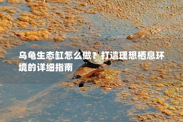 乌龟生态缸怎么做？打造理想栖息环境的详细指南