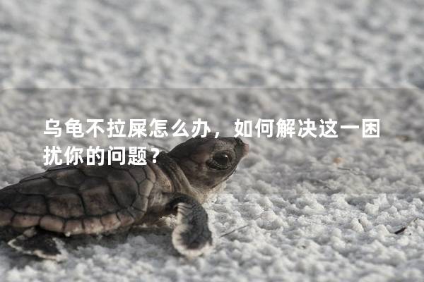 乌龟不拉屎怎么办，如何解决这一困扰你的问题？