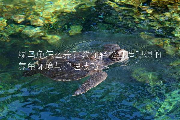绿乌龟怎么养？教你轻松打造理想的养龟环境与护理技巧