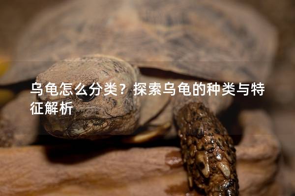 乌龟怎么分类？探索乌龟的种类与特征解析