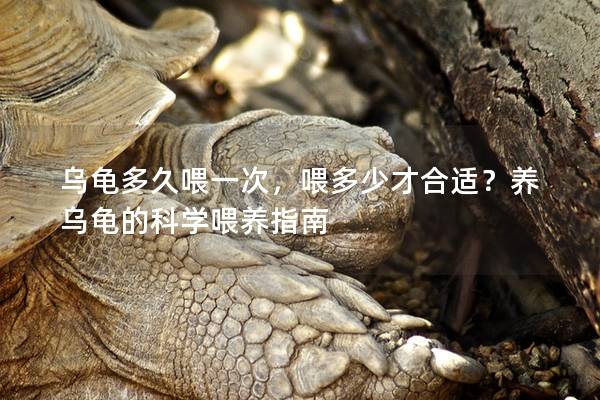 乌龟多久喂一次，喂多少才合适？养乌龟的科学喂养指南