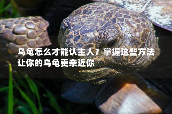 乌龟怎么才能认主人？掌握这些方法让你的乌龟更亲近你
