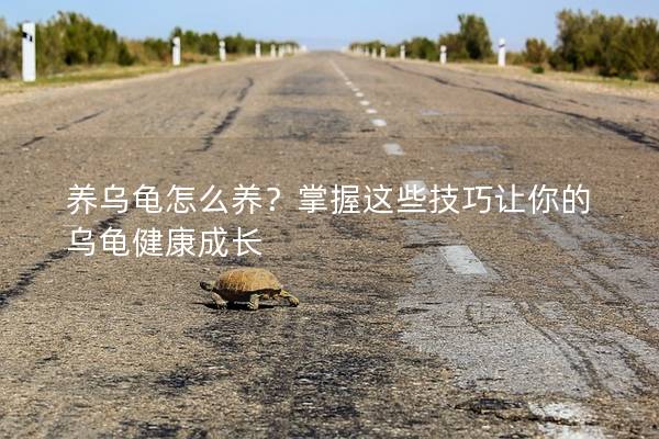 养乌龟怎么养？掌握这些技巧让你的乌龟健康成长