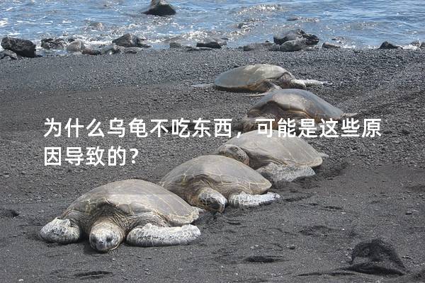 为什么乌龟不吃东西，可能是这些原因导致的？