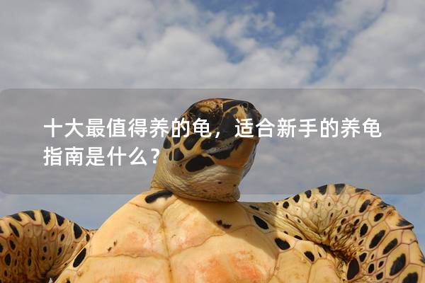 十大最值得养的龟，适合新手的养龟指南是什么？
