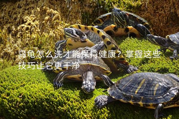 乌龟怎么洗才能保持健康？掌握这些技巧让它更干净