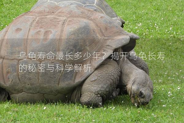 乌龟寿命最长多少年？揭开乌龟长寿的秘密与科学解析