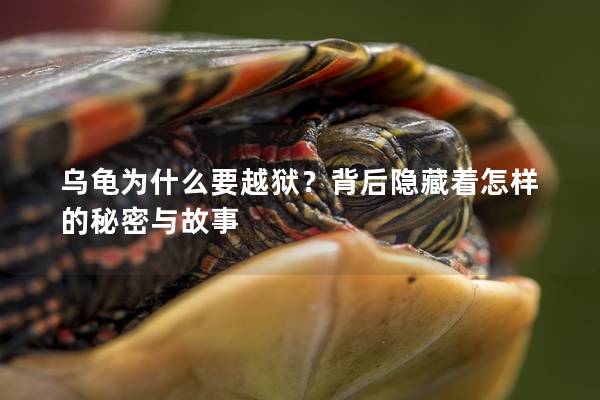 乌龟为什么要越狱？背后隐藏着怎样的秘密与故事