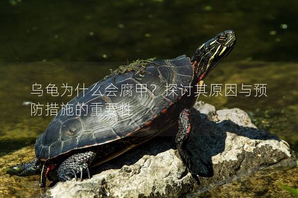 乌龟为什么会腐甲？探讨其原因与预防措施的重要性
