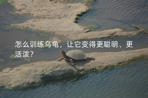 怎么训练乌龟，让它变得更聪明、更活泼？