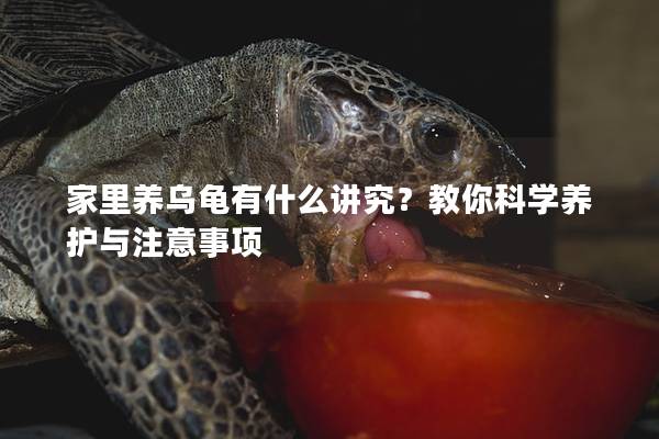 家里养乌龟有什么讲究？教你科学养护与注意事项