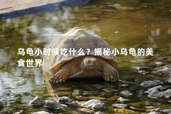 乌龟小时候吃什么？揭秘小乌龟的美食世界