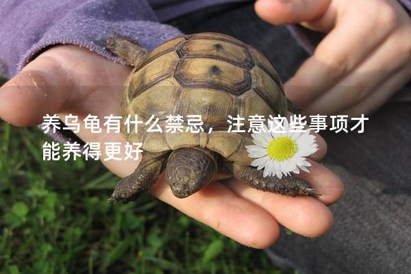 养乌龟有什么禁忌，注意这些事项才能养得更好