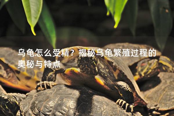 乌龟怎么受精？揭秘乌龟繁殖过程的奥秘与特点