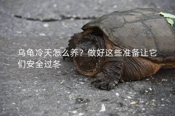 乌龟冷天怎么养？做好这些准备让它们安全过冬