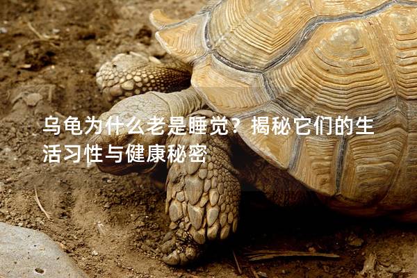 乌龟为什么老是睡觉？揭秘它们的生活习性与健康秘密