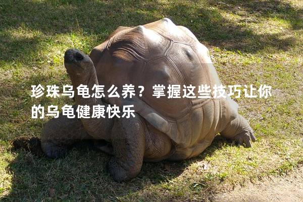 珍珠乌龟怎么养？掌握这些技巧让你的乌龟健康快乐