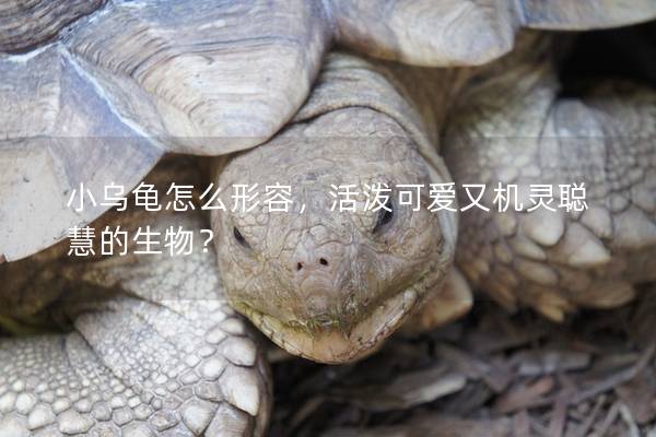 小乌龟怎么形容，活泼可爱又机灵聪慧的生物？