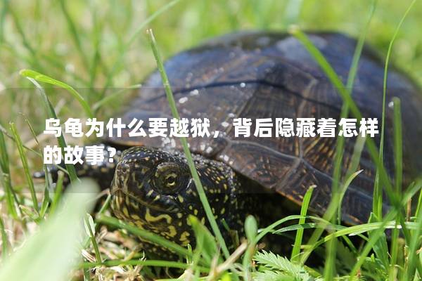 乌龟为什么要越狱，背后隐藏着怎样的故事？
