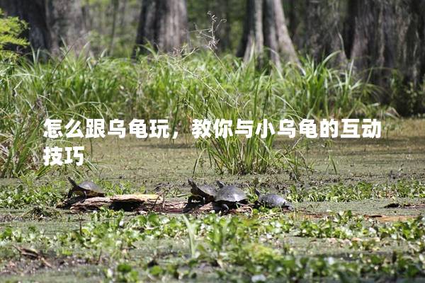 怎么跟乌龟玩，教你与小乌龟的互动技巧