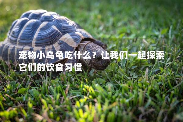 宠物小乌龟吃什么？让我们一起探索它们的饮食习惯