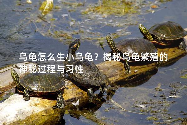 乌龟怎么生小乌龟？揭秘乌龟繁殖的神秘过程与习性