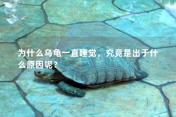 为什么乌龟一直睡觉，究竟是出于什么原因呢？