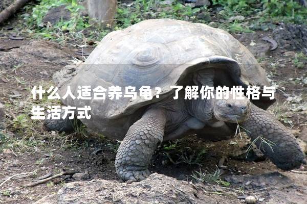 什么人适合养乌龟？了解你的性格与生活方式