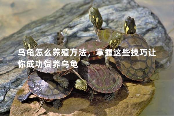 乌龟怎么养殖方法，掌握这些技巧让你成功饲养乌龟