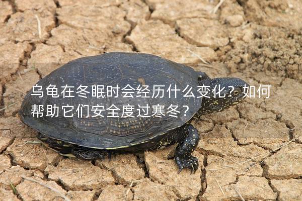 乌龟在冬眠时会经历什么变化？如何帮助它们安全度过寒冬？