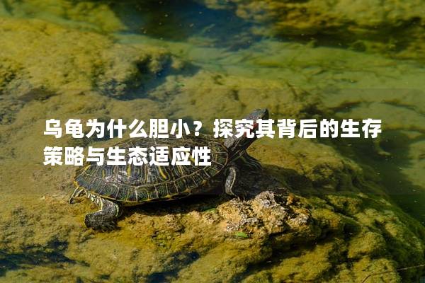 乌龟为什么胆小？探究其背后的生存策略与生态适应性