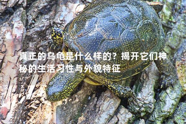真正的乌龟是什么样的？揭开它们神秘的生活习性与外貌特征