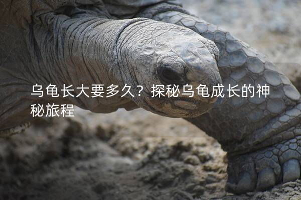 乌龟长大要多久？探秘乌龟成长的神秘旅程