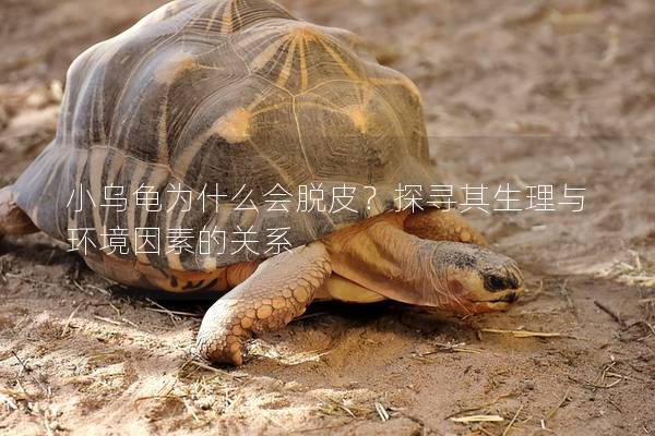 小乌龟为什么会脱皮？探寻其生理与环境因素的关系