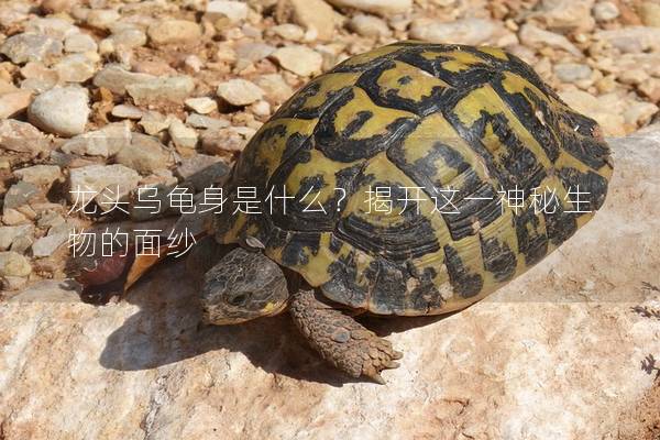 龙头乌龟身是什么？揭开这一神秘生物的面纱