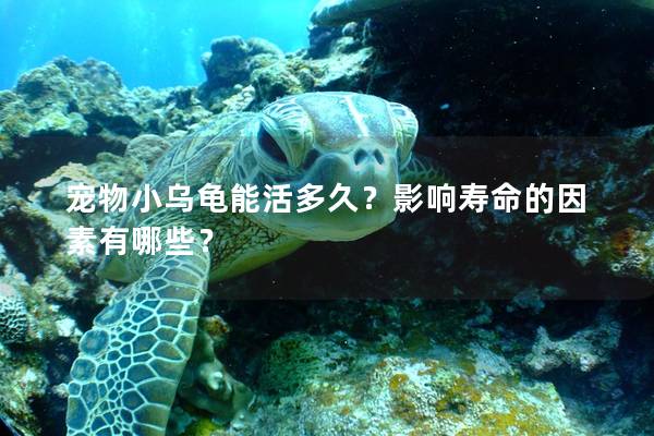宠物小乌龟能活多久？影响寿命的因素有哪些？