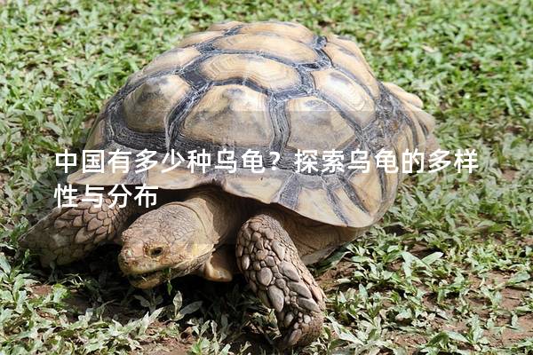 中国有多少种乌龟？探索乌龟的多样性与分布
