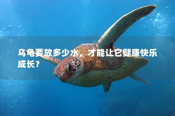 乌龟要放多少水，才能让它健康快乐成长？
