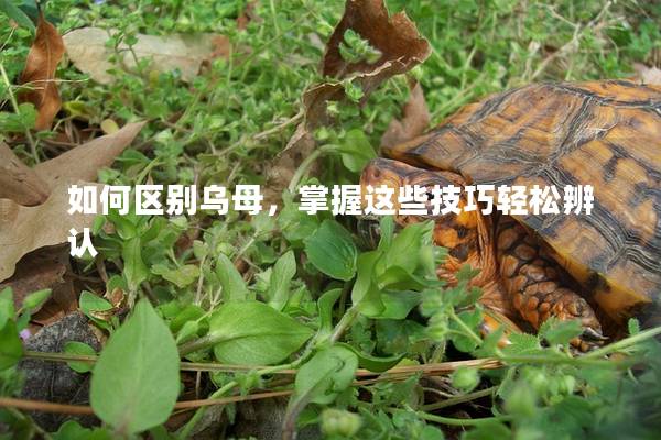 如何区别乌母，掌握这些技巧轻松辨认