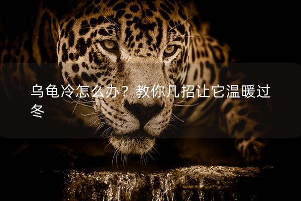 乌龟冷怎么办？教你几招让它温暖过冬