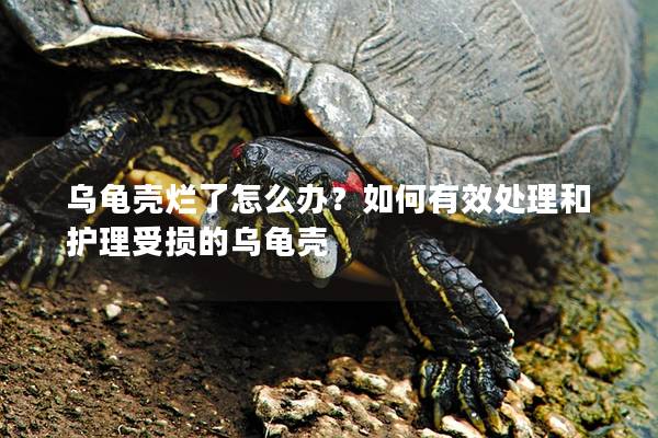 乌龟壳烂了怎么办？如何有效处理和护理受损的乌龟壳
