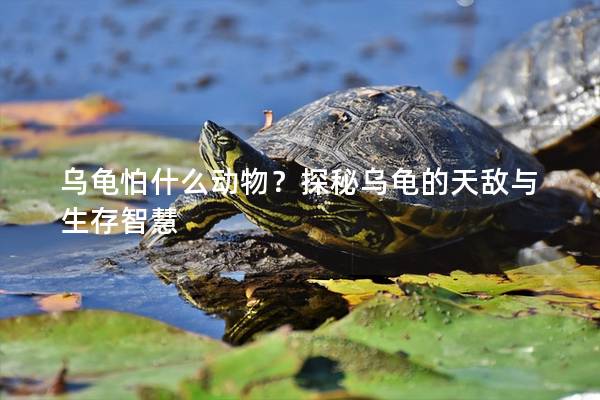 乌龟怕什么动物？探秘乌龟的天敌与生存智慧