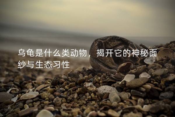 乌龟是什么类动物，揭开它的神秘面纱与生态习性