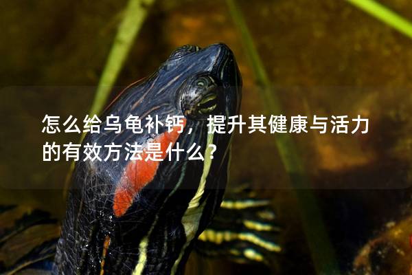 怎么给乌龟补钙，提升其健康与活力的有效方法是什么？