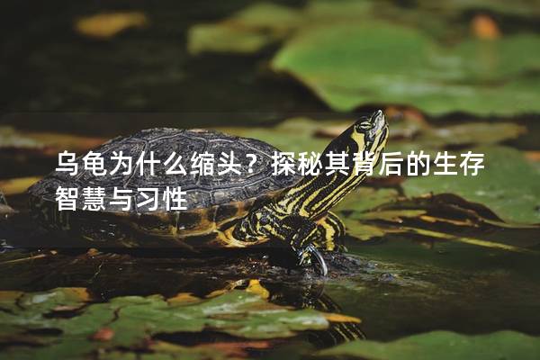 乌龟为什么缩头？探秘其背后的生存智慧与习性