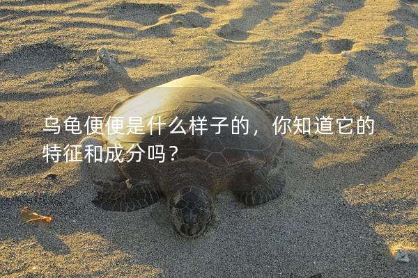 乌龟便便是什么样子的，你知道它的特征和成分吗？