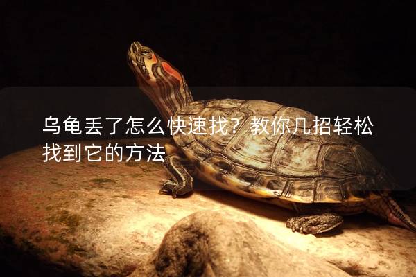 乌龟丢了怎么快速找？教你几招轻松找到它的方法