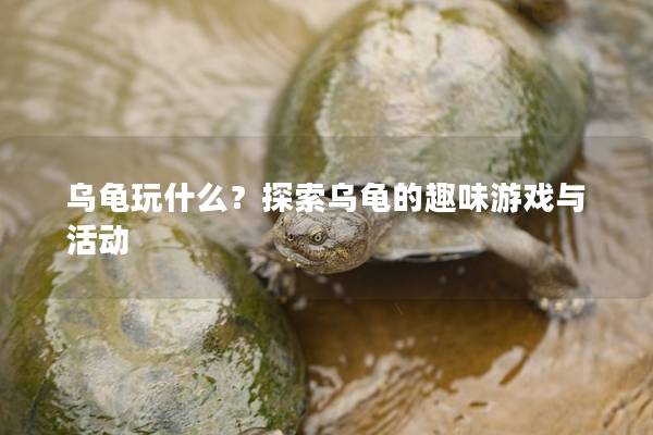 乌龟玩什么？探索乌龟的趣味游戏与活动